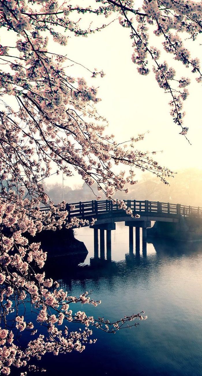 bridge across a river, blooming tree, spring image, phone background, phone wallpaper. Spring wallpaper, Spring desktop wallpaper, Scenery wallpaper