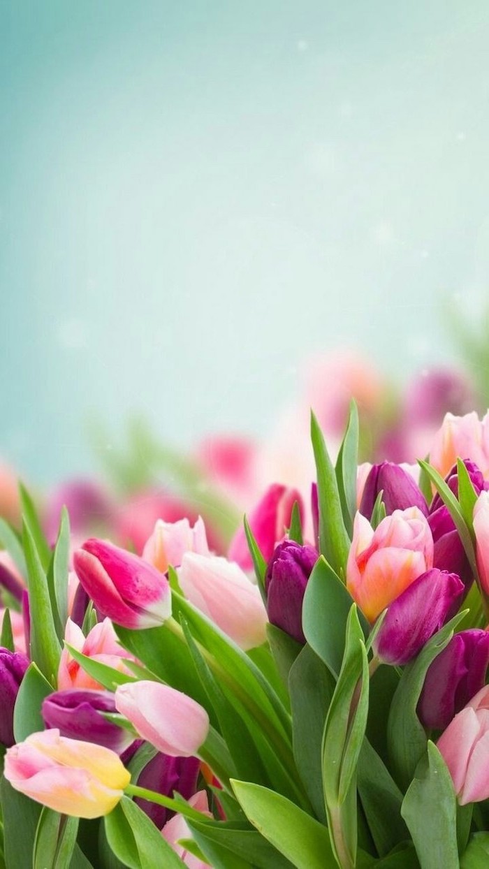 + spring wallpaper image for your phone and desktop computer