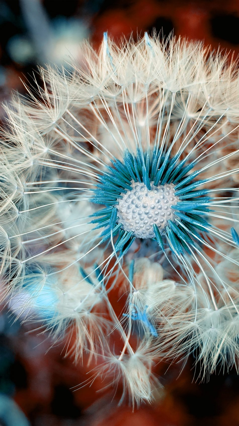 Dandelion Flower Macro Spring Blossom 4K Ultra HD Mobile Wallpaper