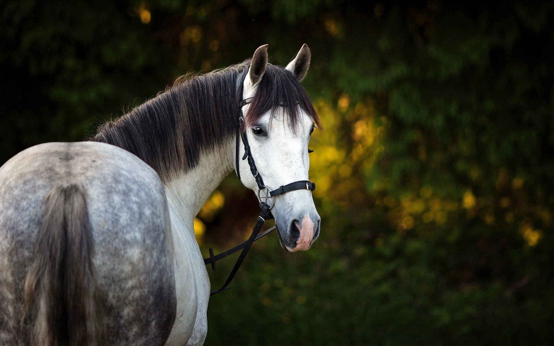 Free download Lovely Gray Horse Desktop Wallpaper HD Wallpaper13com [1920x1200] for your Desktop, Mobile & Tablet. Explore Free Horse Wallpaper For Computer. Free Horse Wallpaper for Desktop