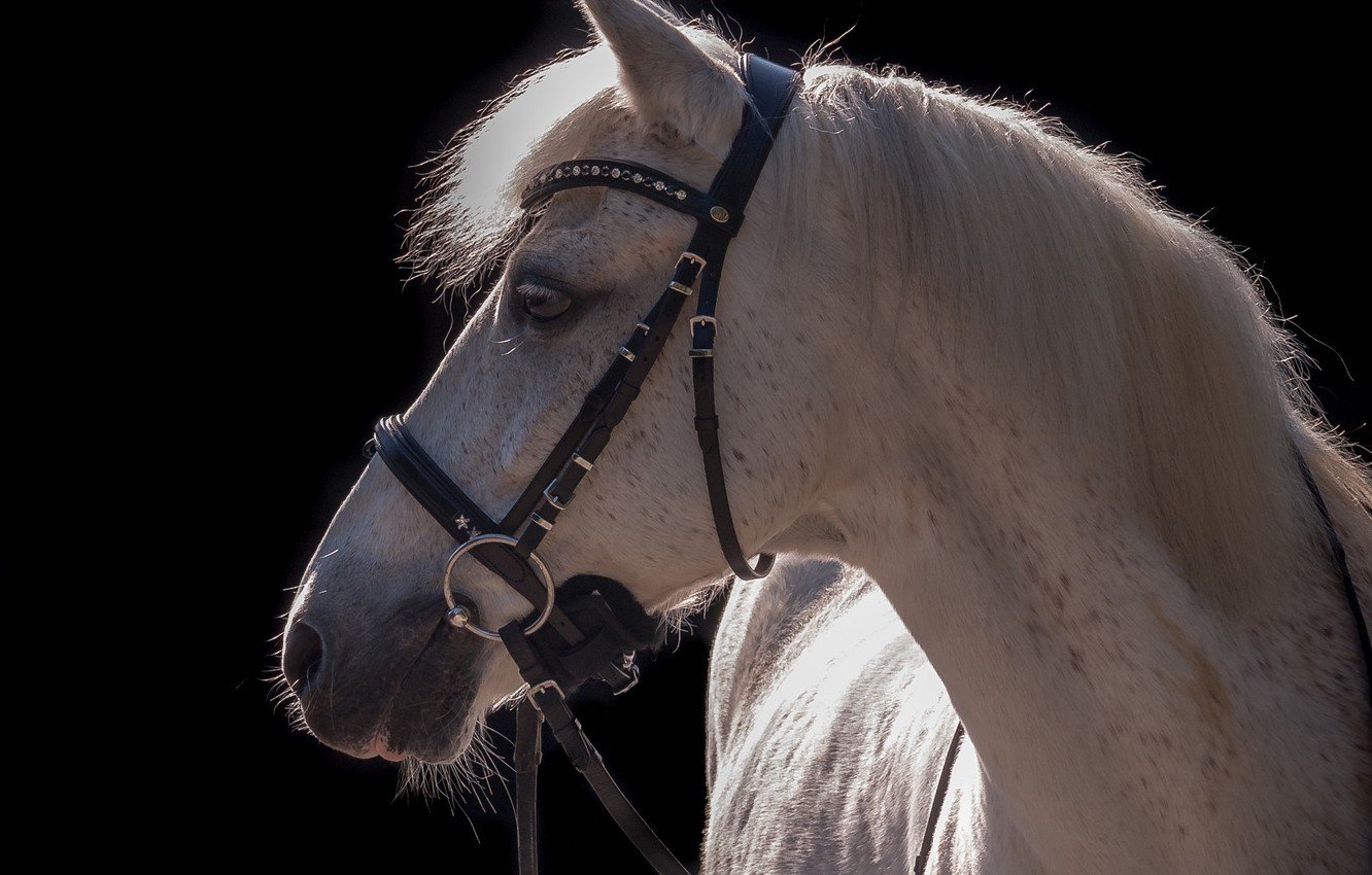 Wallpaper face, light, grey, horse, horse, contrast, mane, profile, the dark background, harness, bridle image for desktop, section животные
