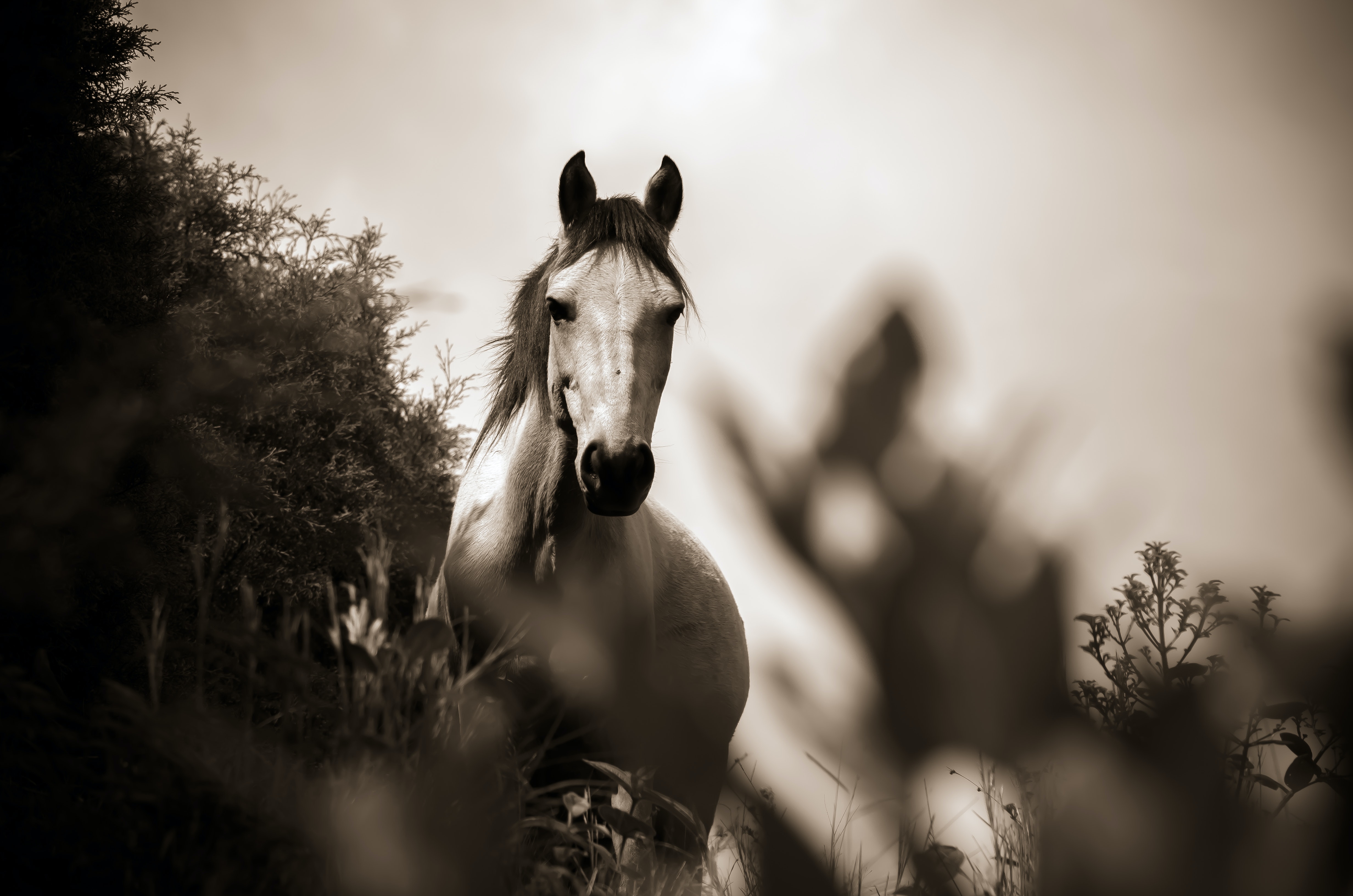 Best Horse Photo · 100% Free Downloads