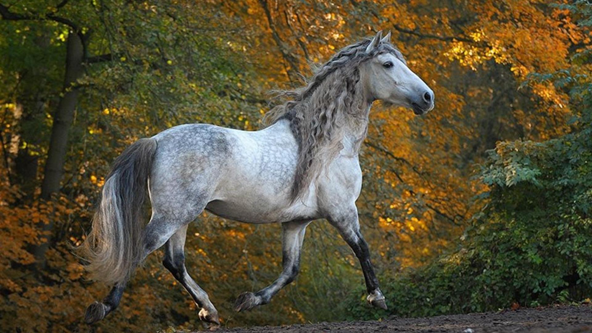 Dream Horse!!