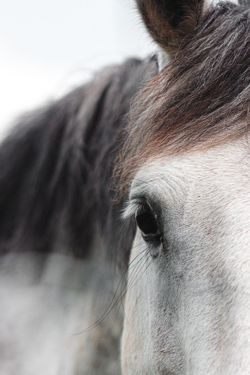 Horse Face Picture. Download Free Image