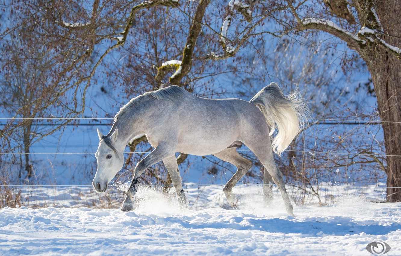Wallpaper grey, horse, horse, running, grace, playful, (с) Oliver Seitz image for desktop, section животные