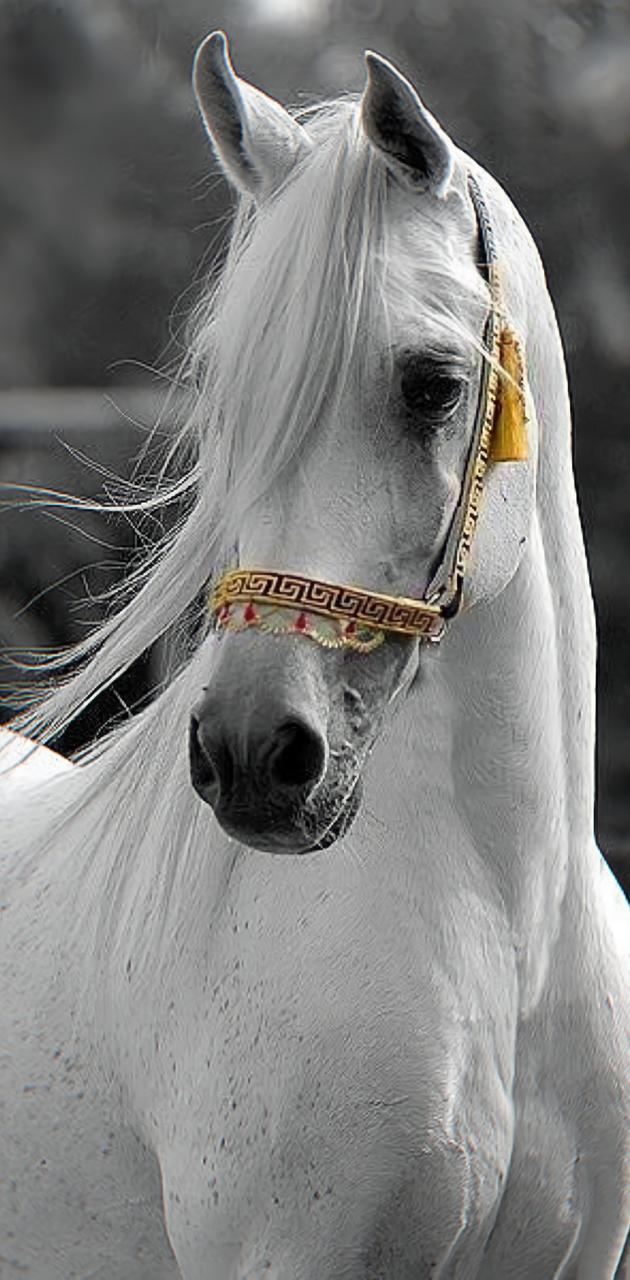 Arabian horse wallpaper