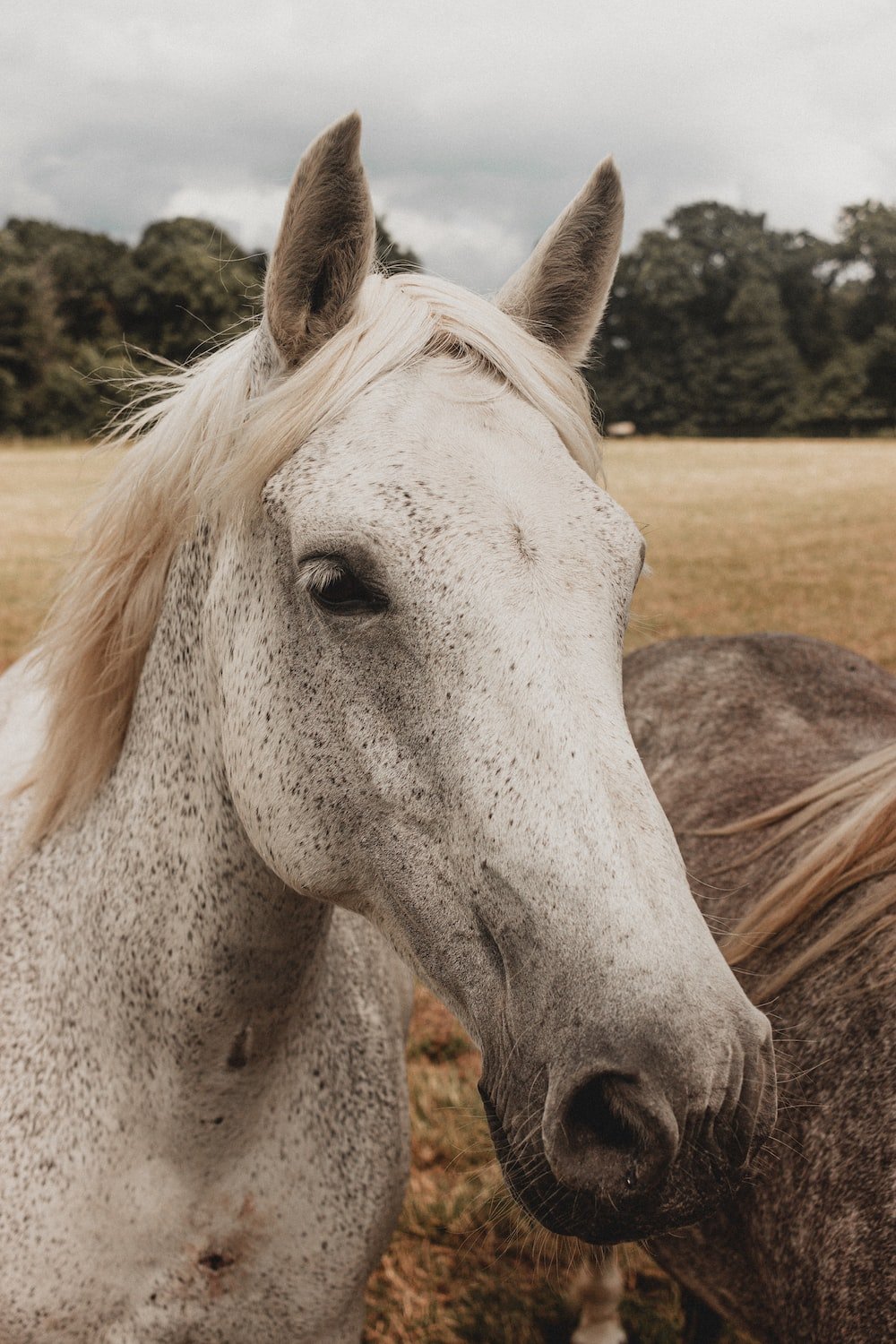 Grey Horse Picture. Download Free Image