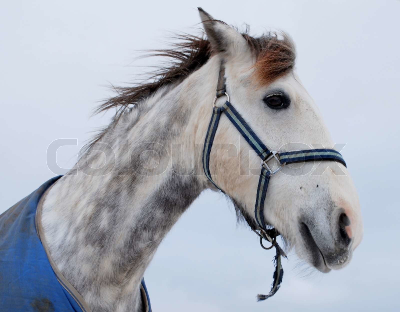 A Beautiful Dapple Grey Horse