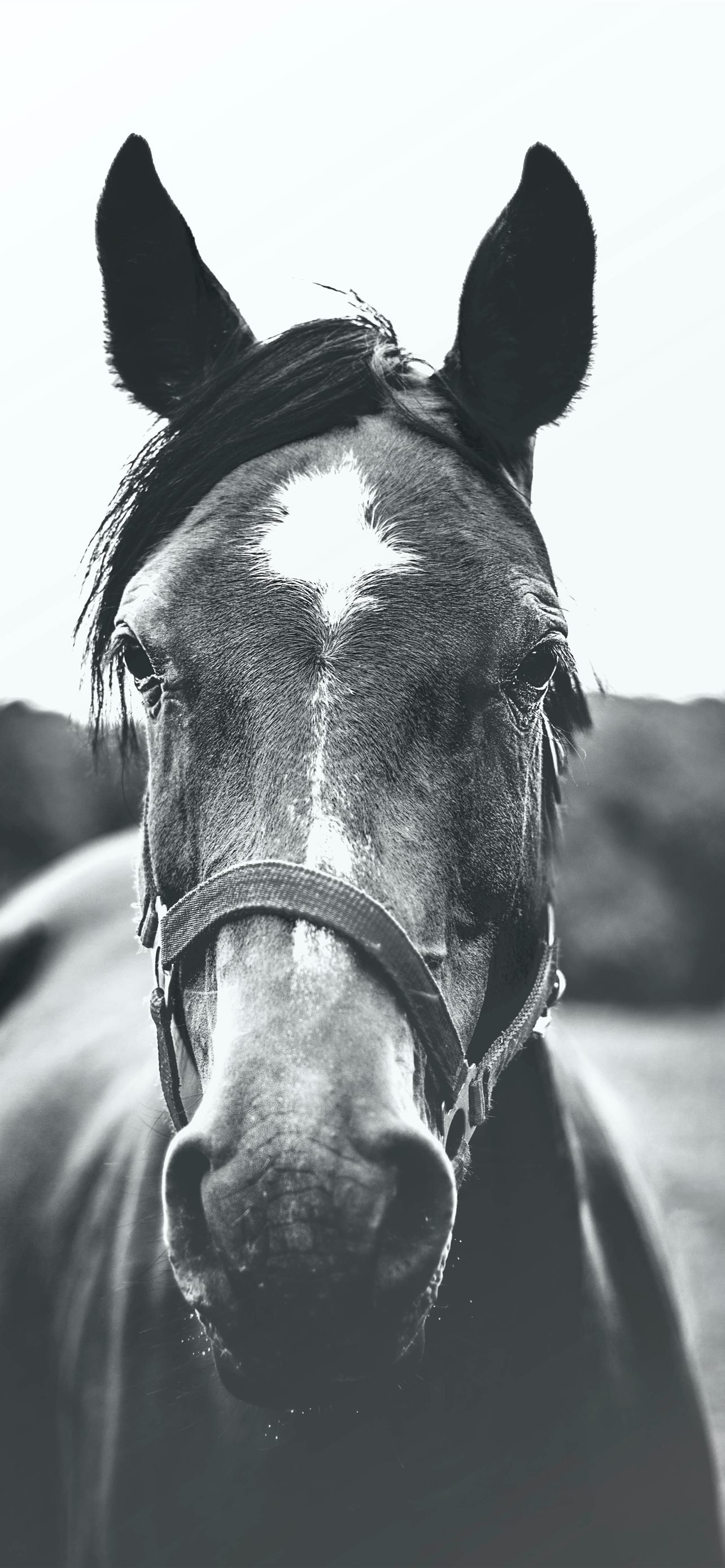 grayscale photography of horse iPhone 12 Wallpaper Free Download