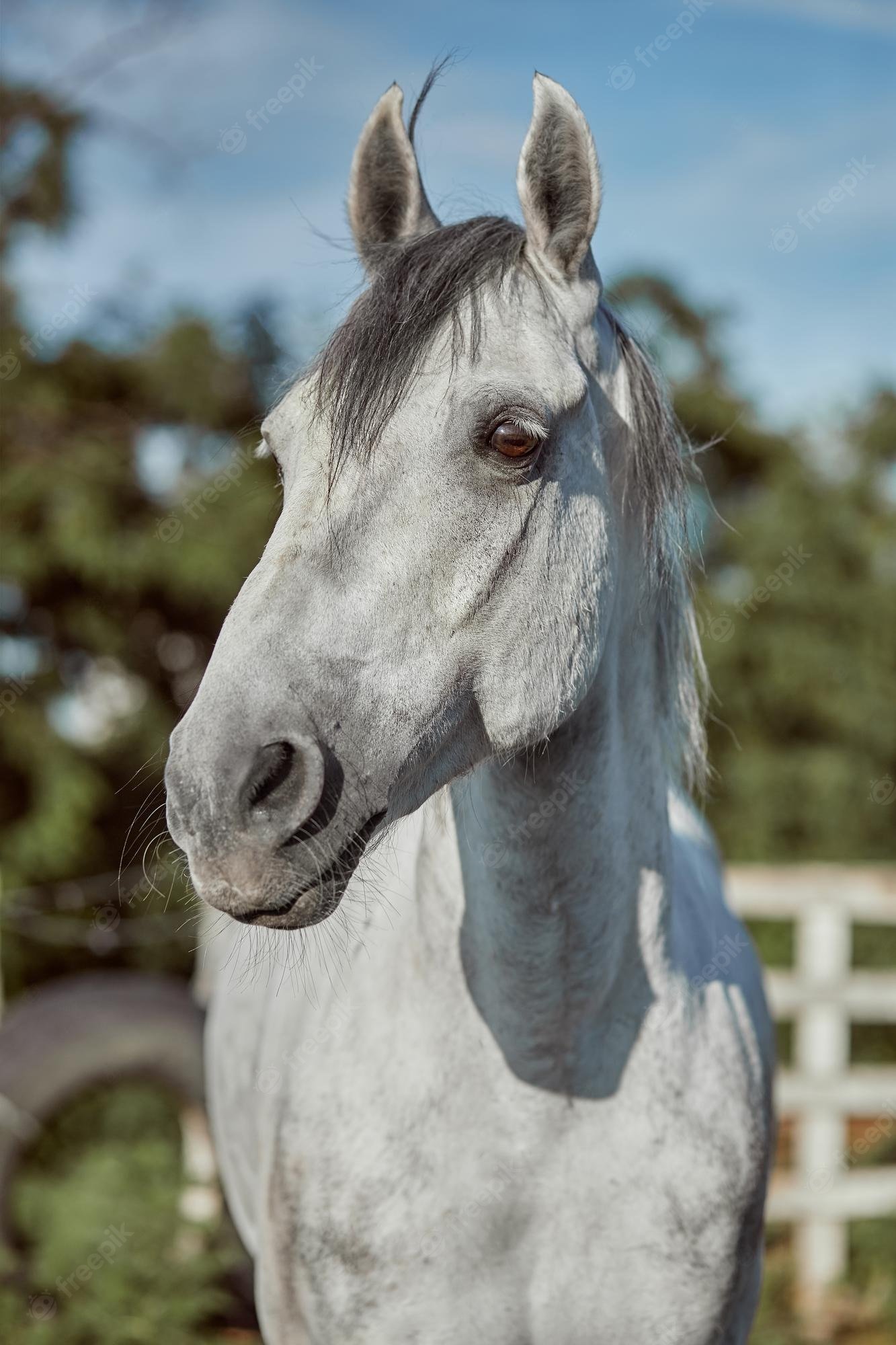 Premium Photo. Beautiful Grey Horse In White Apple, Close Up Of Muzzle, Cute Look, Mane, Background Of Running Field, Corral, Trees. Horses Are Wonderful Animals