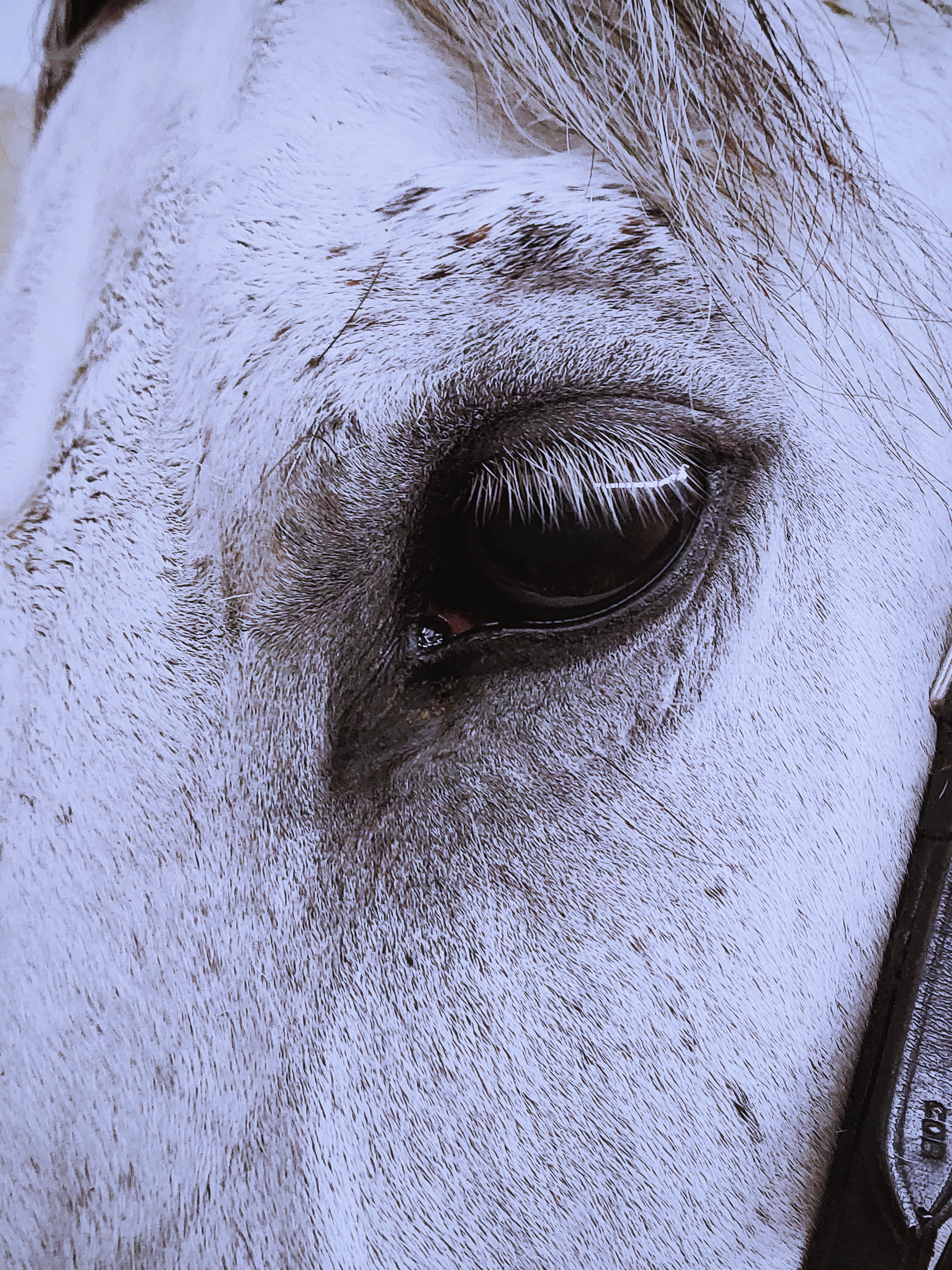 Horse Head Photo, Download Free Horse Head & HD Image