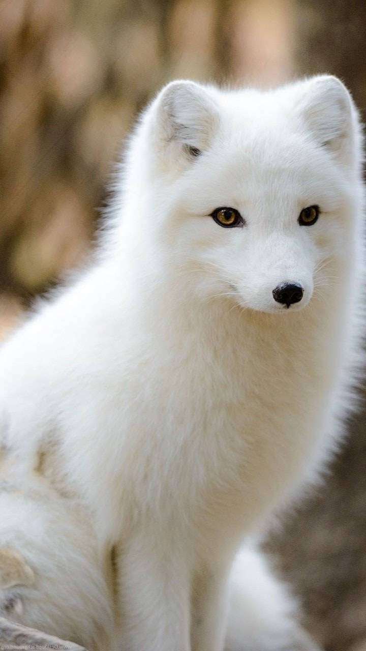 Download Fluffy White Arctic Fox Wallpaper