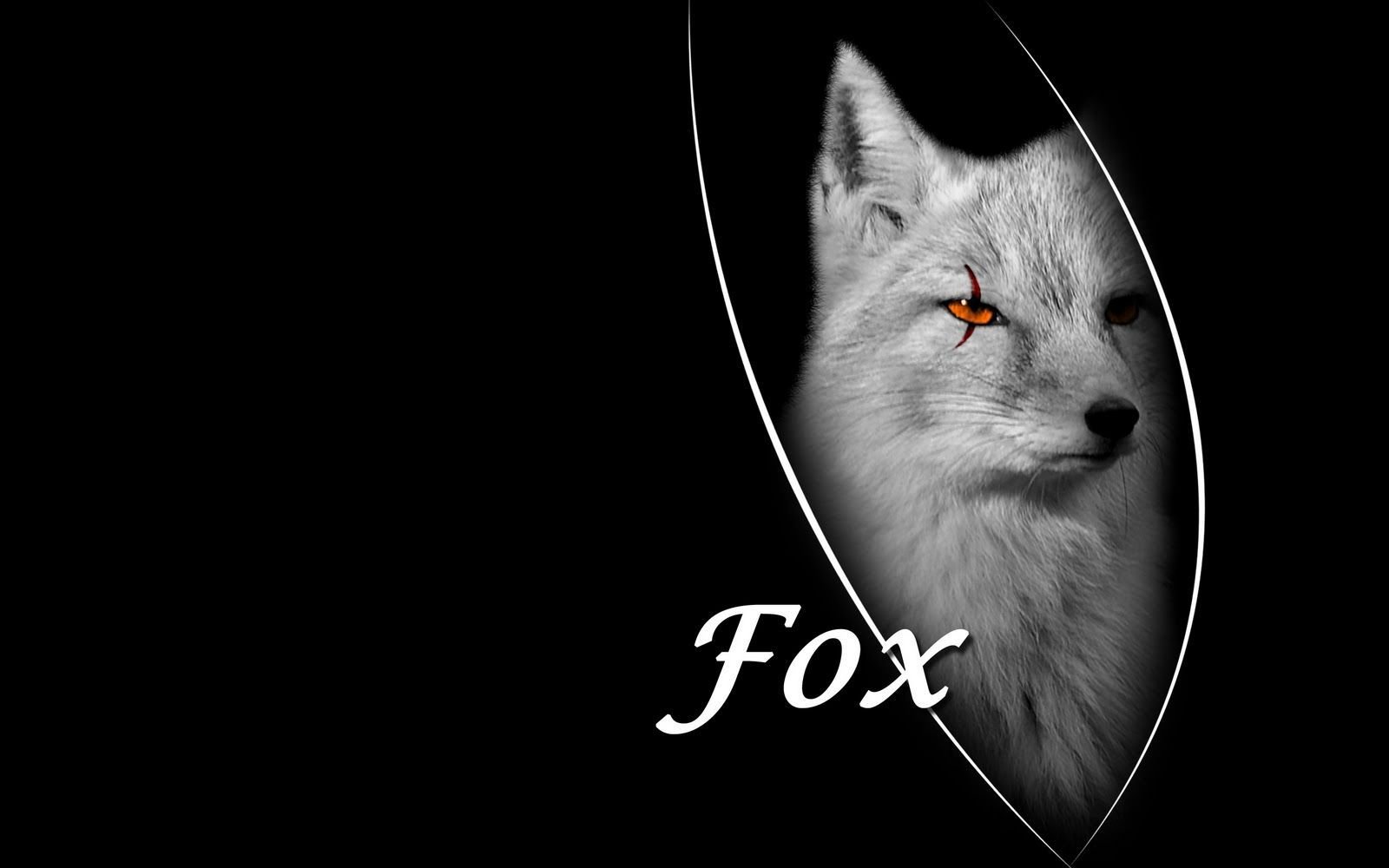 Black Fox Wallpaper