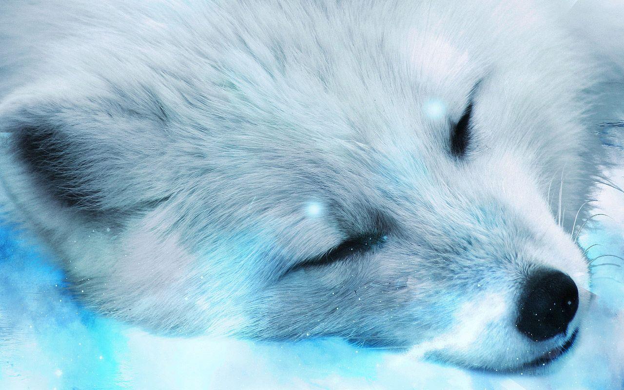 Baby White Fox Wallpaper Free Baby White Fox Background