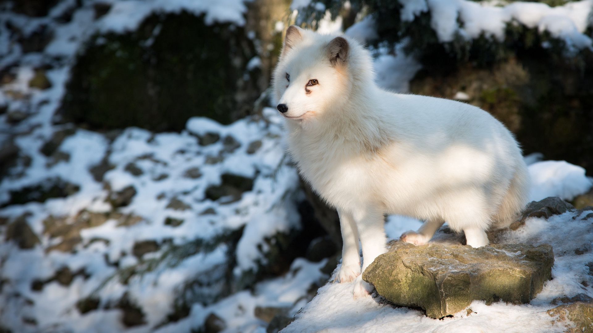 Download wallpaper 1920x1080 polar fox, arctic fox, white, fox full hd, hdtv, fhd, 1080p HD background