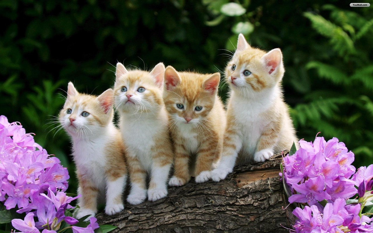 cats wallpaper beautiful cats