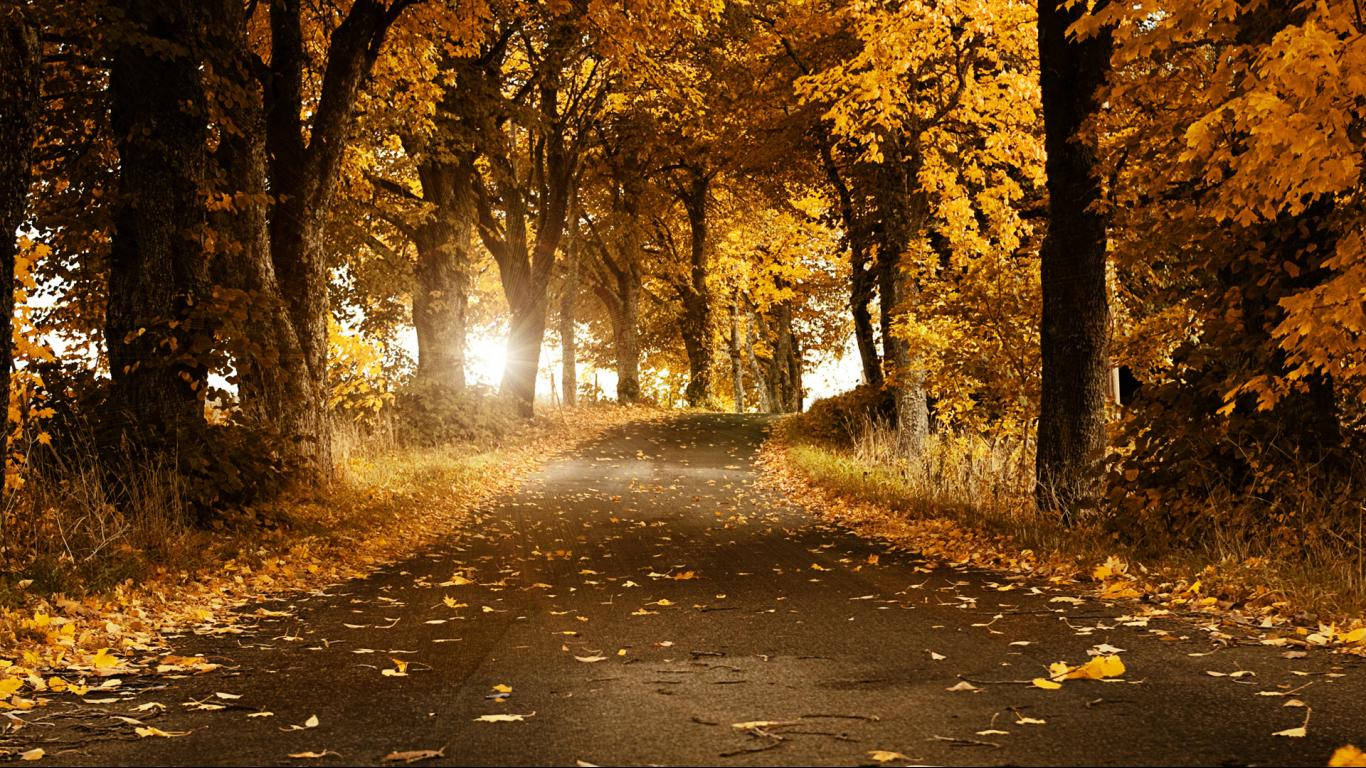 Autumn Wallpaper & Background For FREE