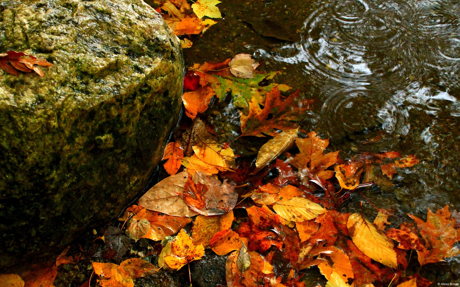 Autumn Leaves Water Windows 10 Desktop Wallpaper