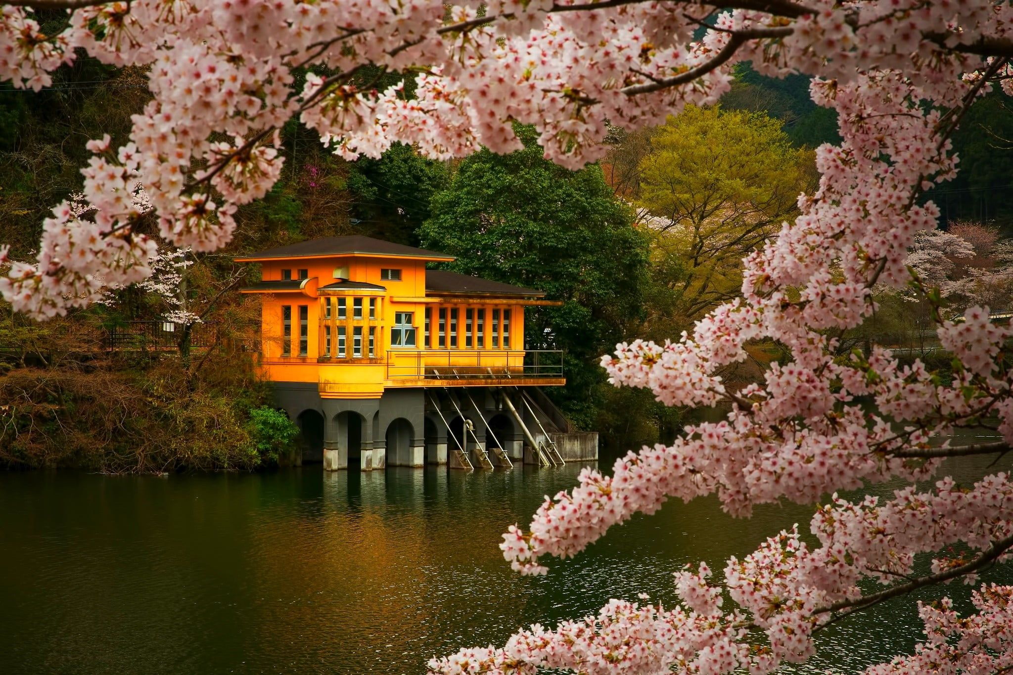 brown and orange house cherry blossom #trees #spring #lake #flowers #Japan #nature #landscape #pink #gold. Orange house, Spring in japan, Spring desktop wallpaper