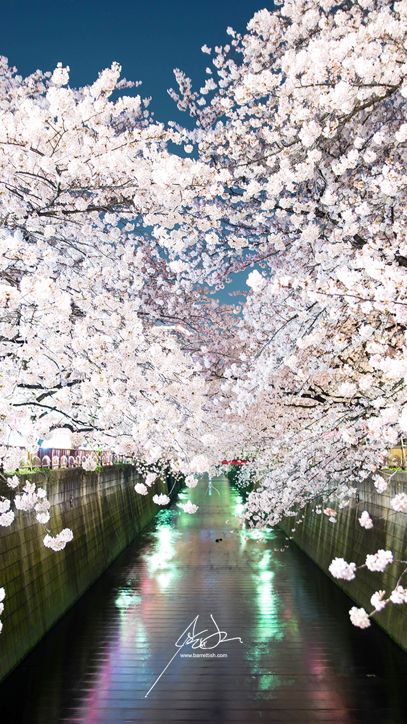 Free Japanese Cherry Blossom Smartphone Wallpaper
