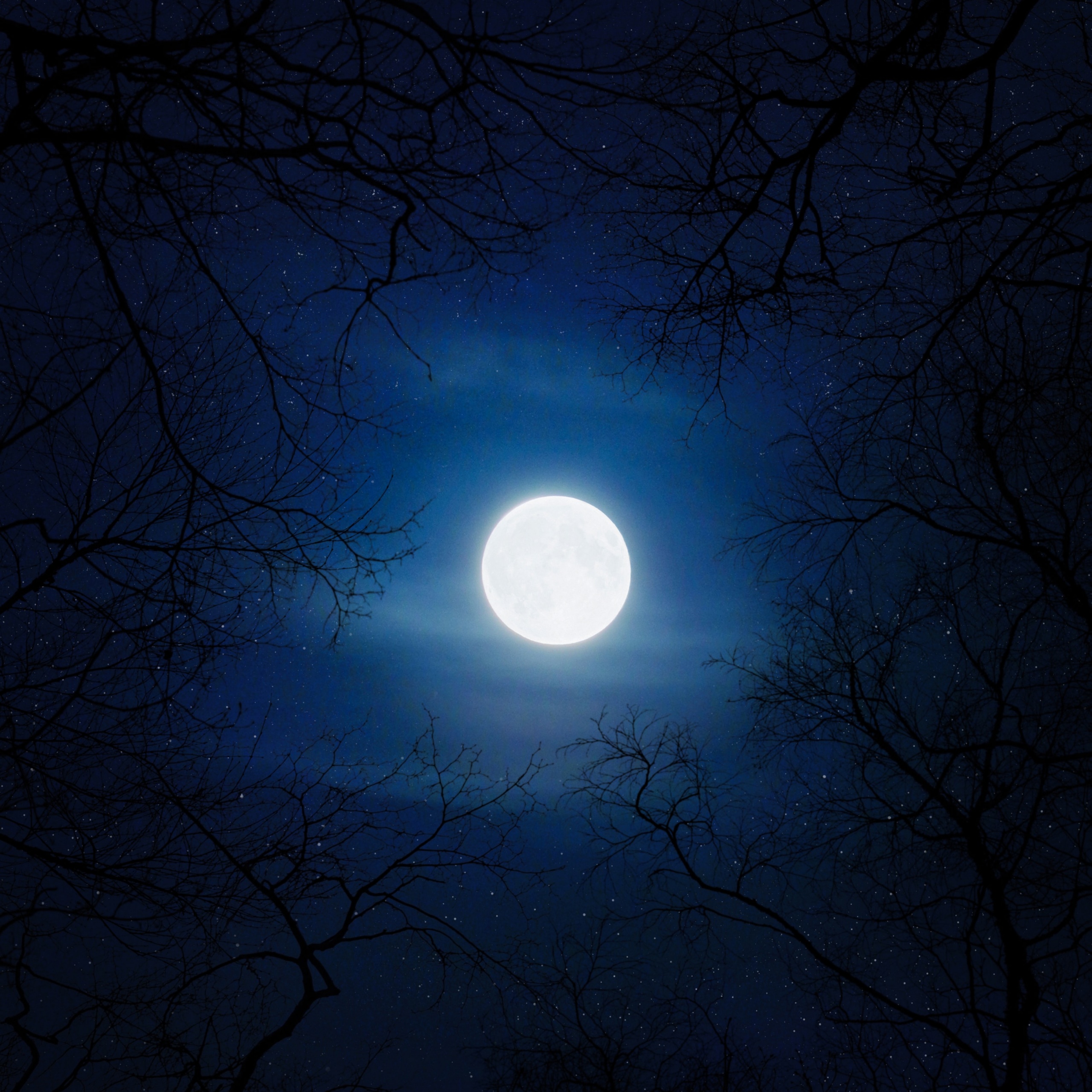 Moon Wallpaper 4K, Night, Cold, Trees, Blue Sky, Full moon, Nature