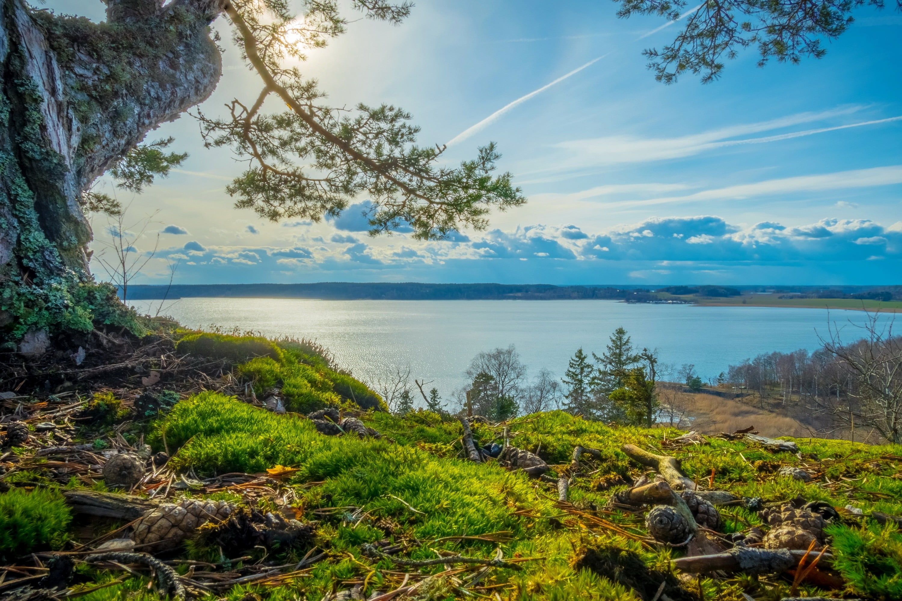 green grass field #nature #landscape #summer #river #trees #grass #clouds #sunlight #sky #Sweden K #wallpaper #hdwallpa. Scenery wallpaper, Forest lake, Scenery