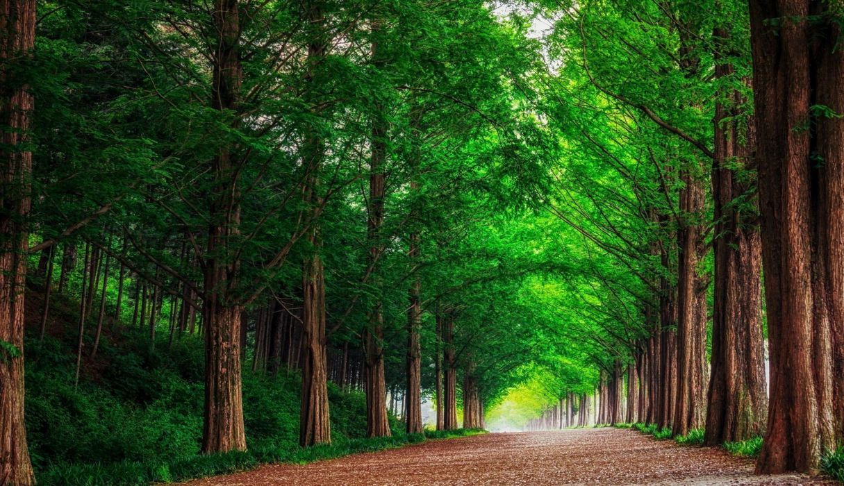 Forest road trees landscape summer wallpaperx1180