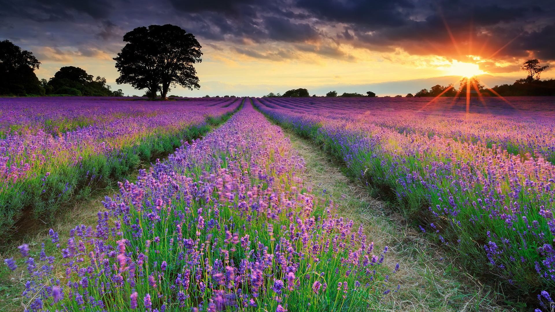 Download Wallpaper field, summer, the sun, rays, the evening, UK, lavender, section природа Resolution 1920x1080. Champs de lavande, Photo du monde, Paysage