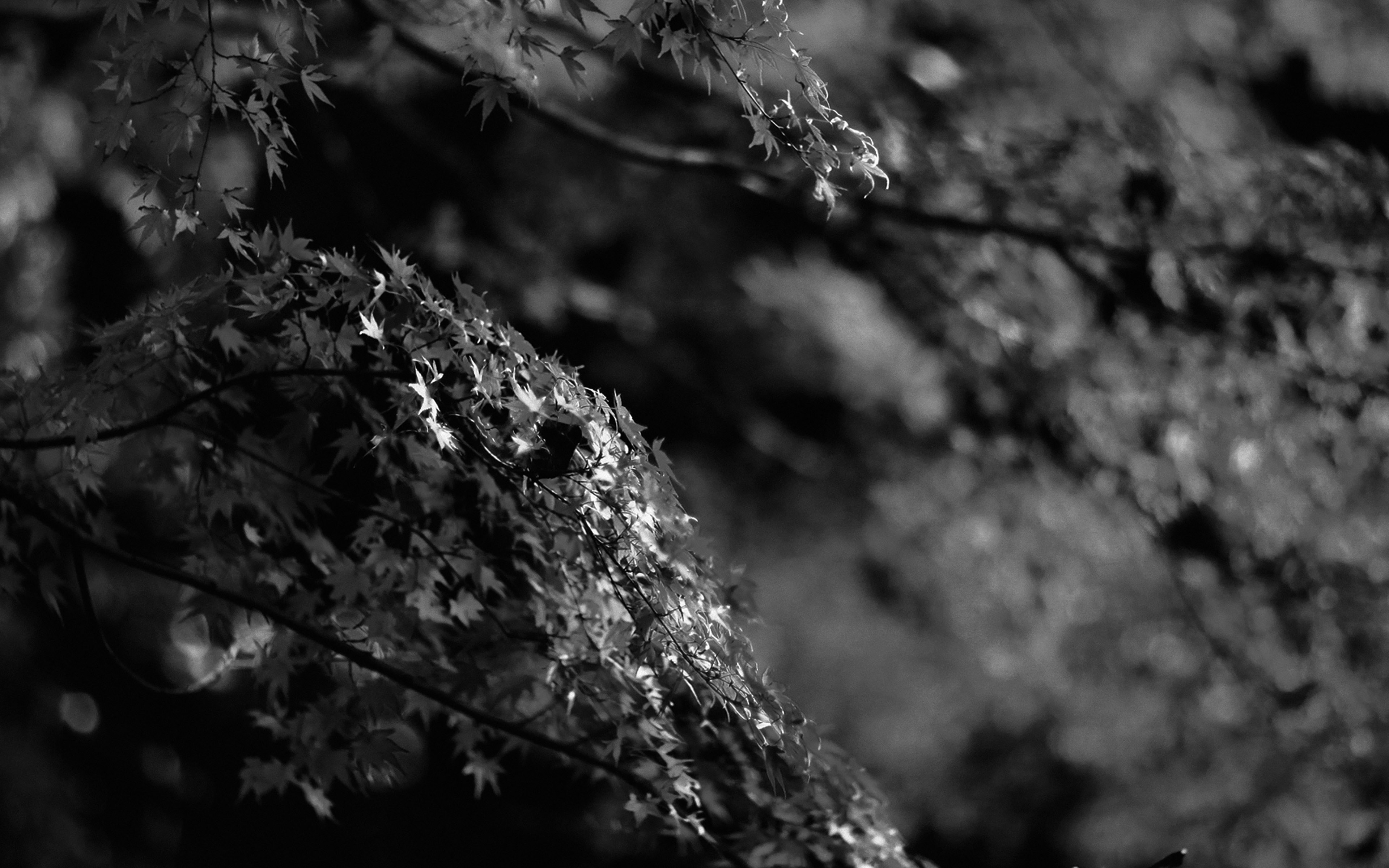 wallpaper for desktop, laptop. japanese maple tree fall nature black and white