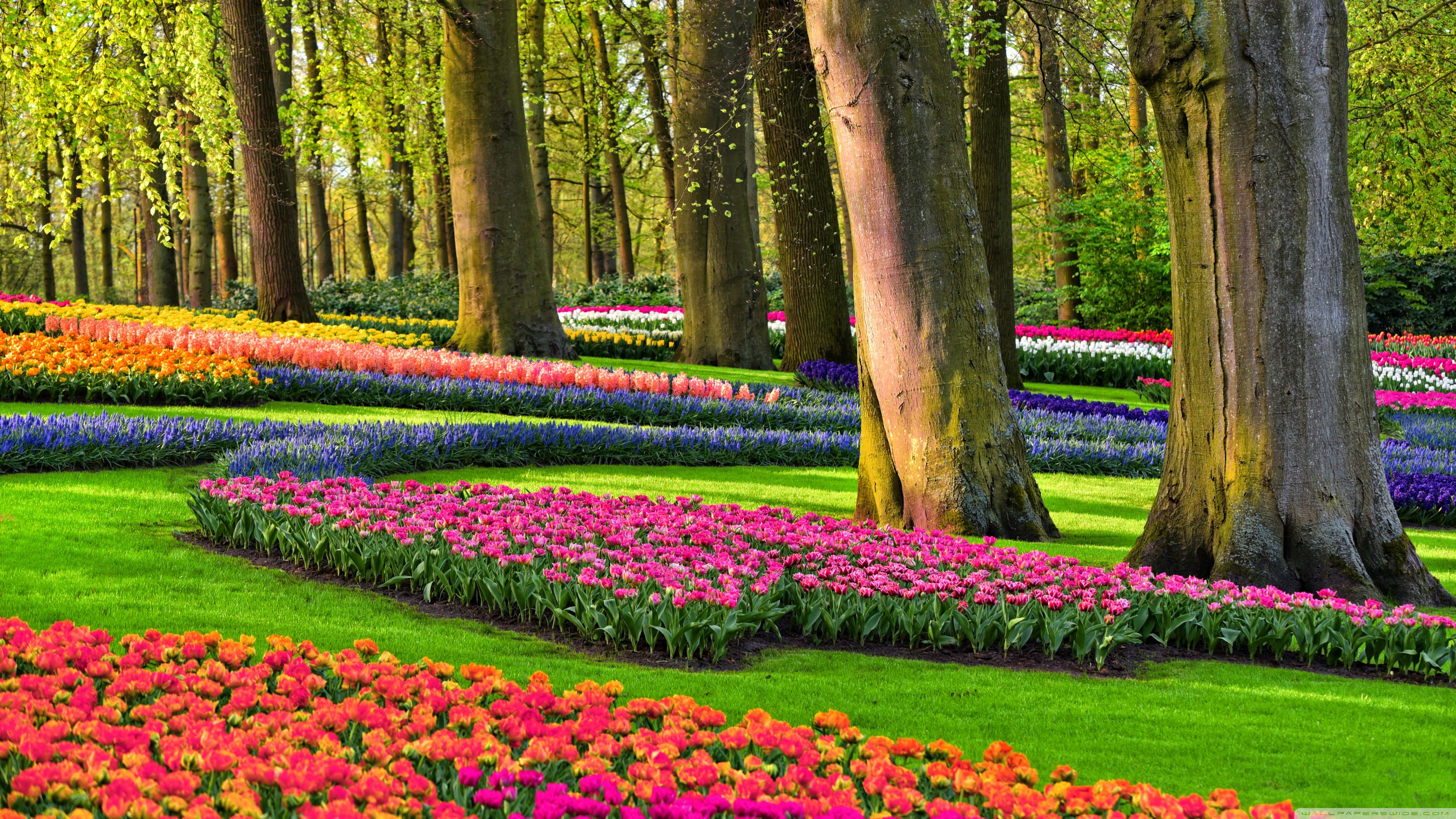 Colorful Spring Gardens, Holland, Netherlands Ultra HD Desktop Background Wallpaper for 4K UHD TV, Widescreen & UltraWide Desktop & Laptop, Tablet