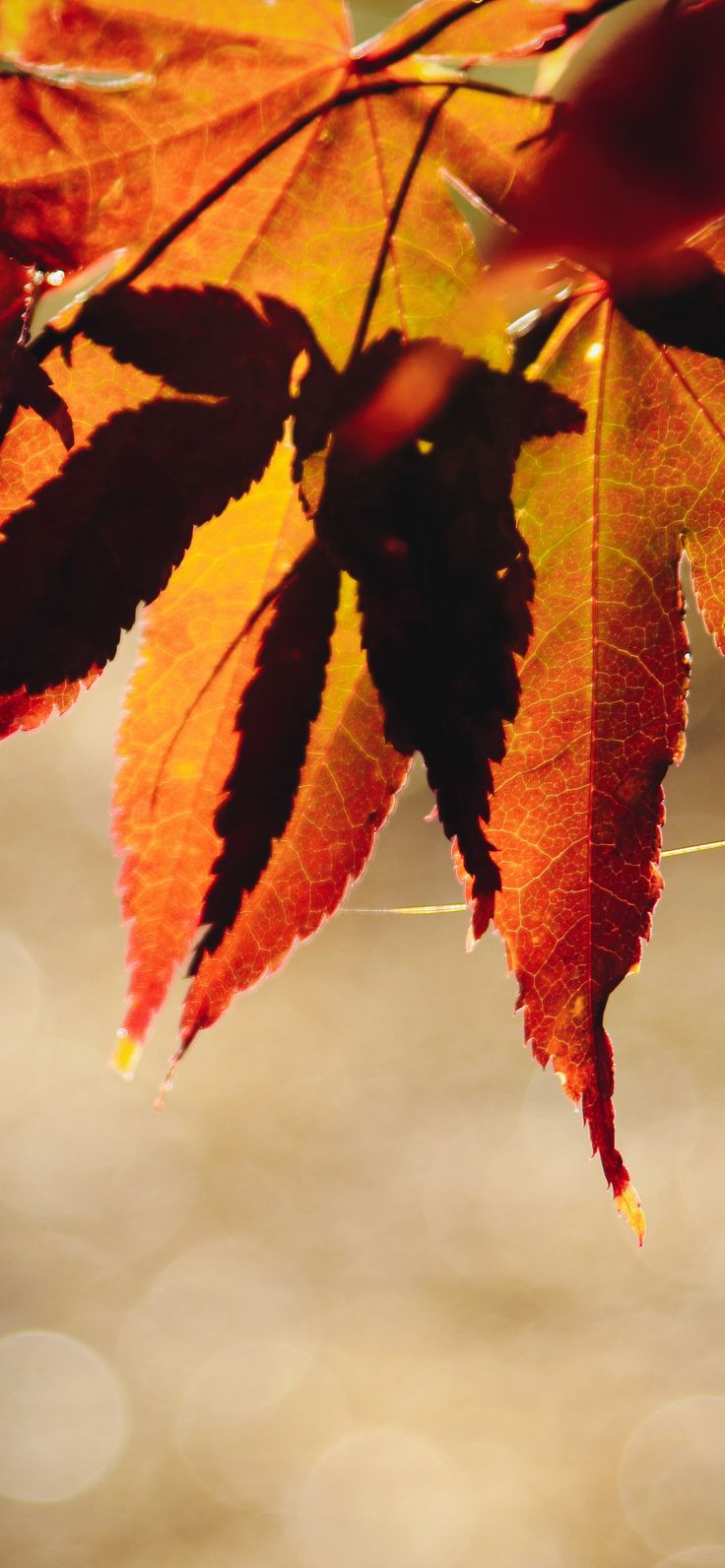 Autumn wallpaper for iPhone and iPad. iPhone wallpaper, iPhone wallpaper fall, Wallpaper