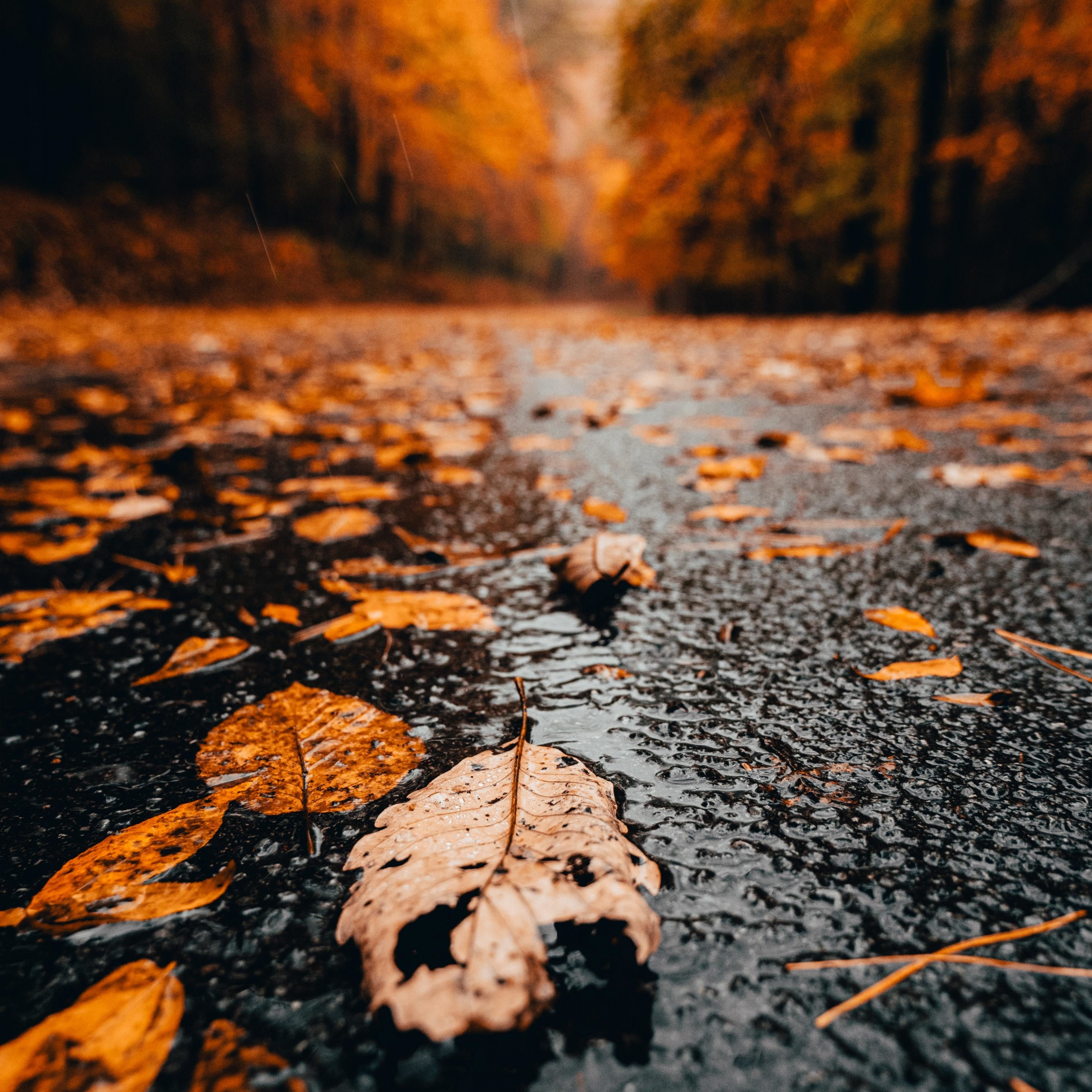 Download close up, yellow dry leaves, autumn 2932x2932 wallpaper, ipad pro retina, 2932x2932 image, background, 25245