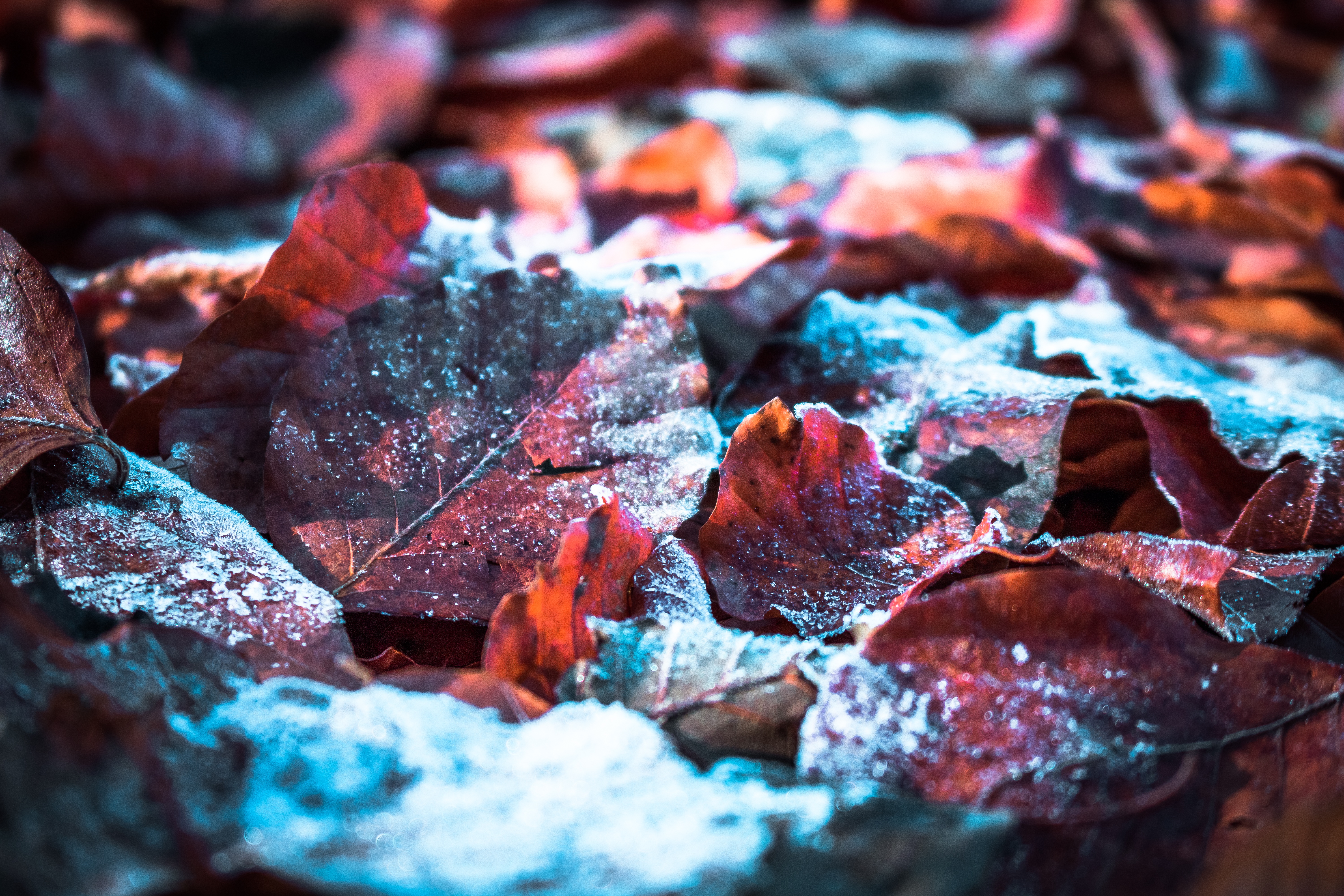 Autumn leaves Wallpaper 4K, Snow, Winter, Nature