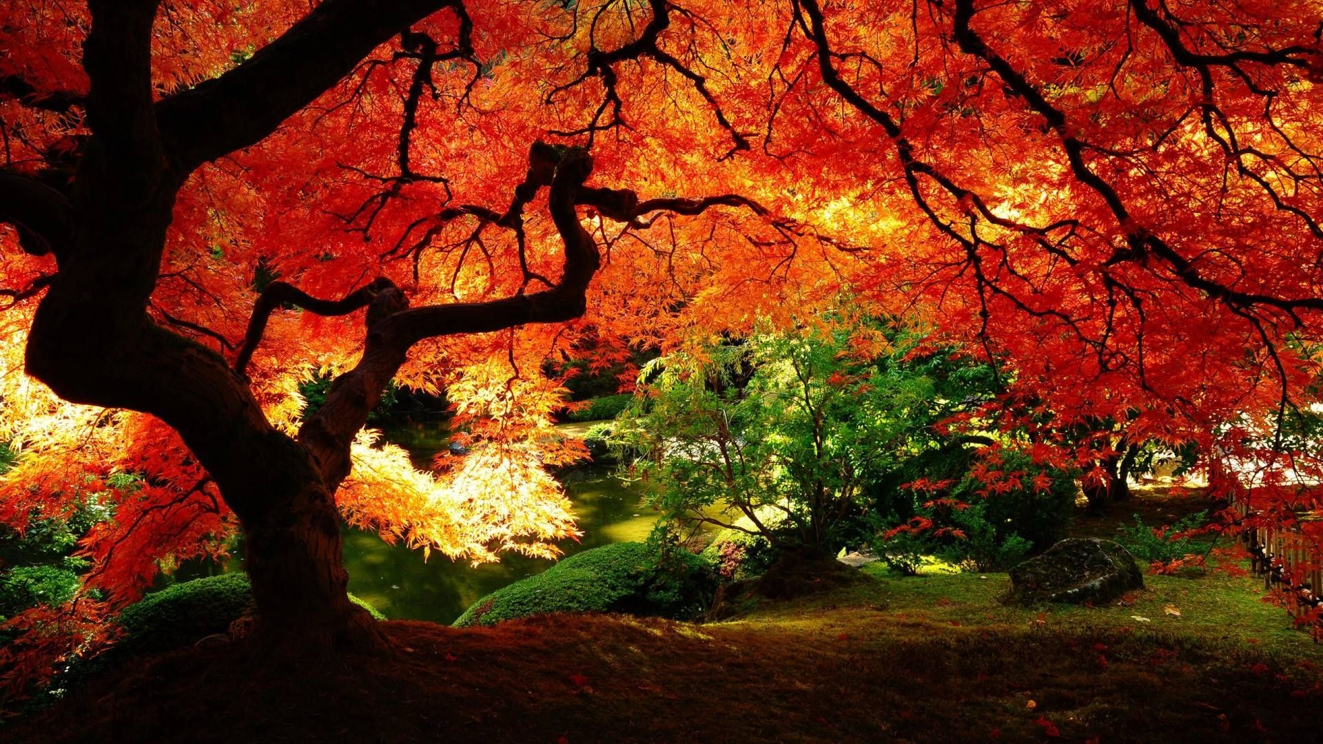Top Japanese Garden Wallpaper Night FULL HD 1080p For PC Background. Landscape wallpaper, Autumn scenery, Autumn landscape