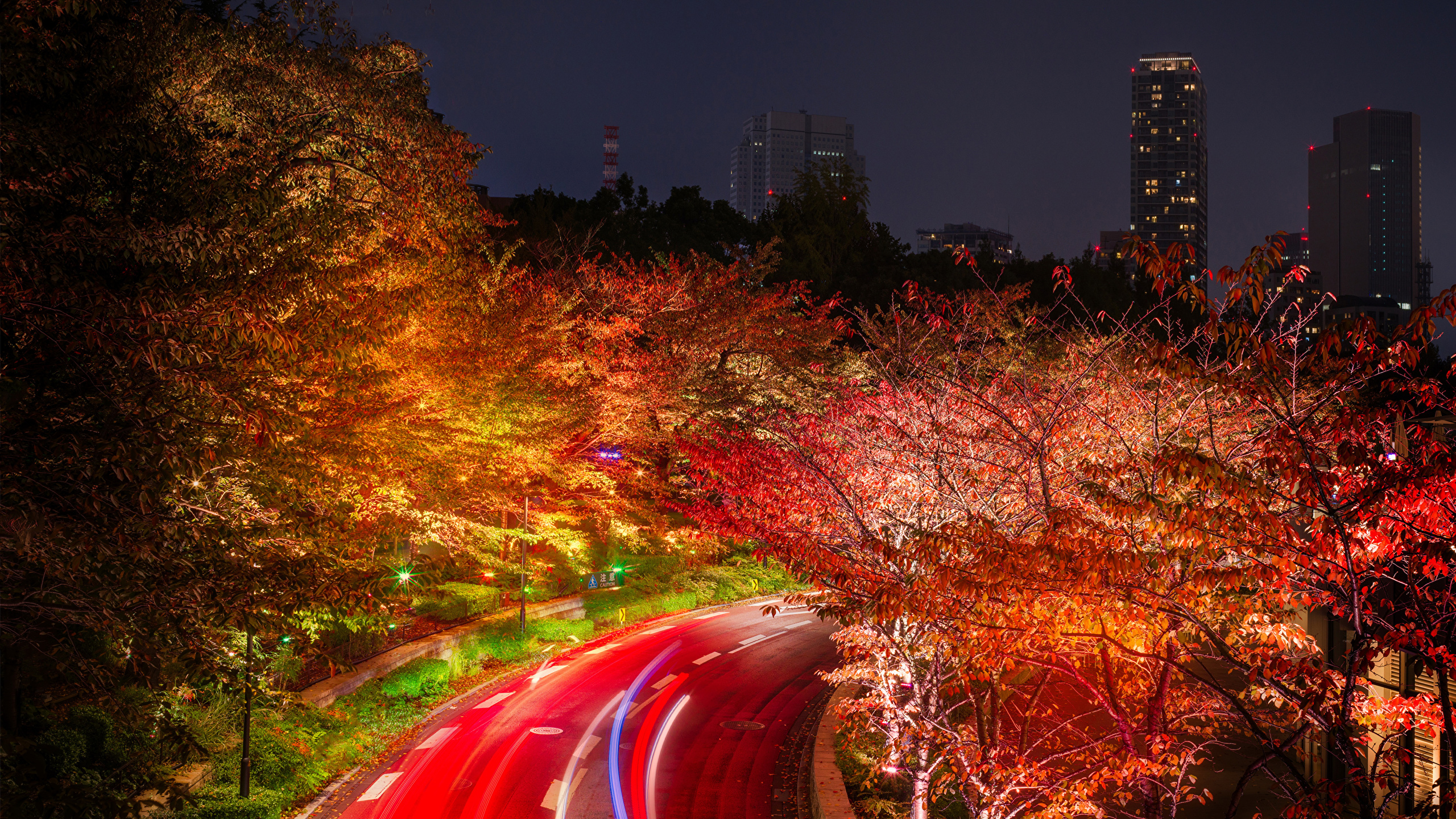 Photo Tokyo Japan Autumn Nature Roads night time Trees 2560x1440