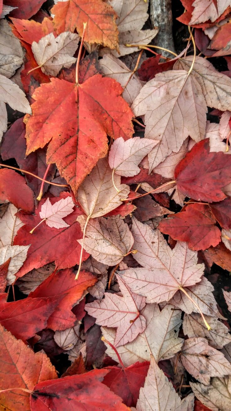 Fall leaves I captured on my coffee break. Autumn leaves wallpaper, Fall wallpaper, iPhone wallpaper fall