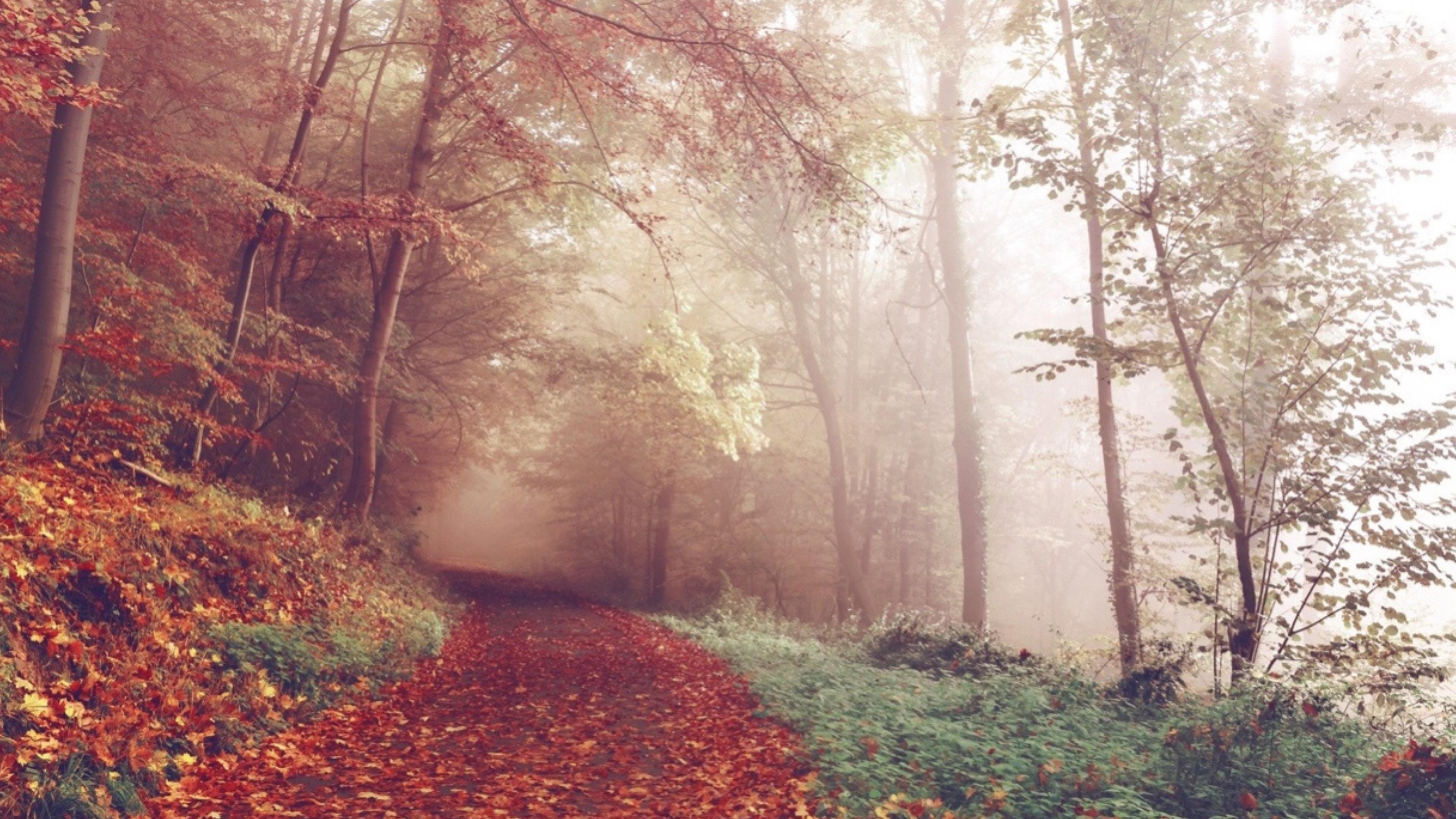 Autumn 4K wallpaper for your desktop or mobile screen free and easy to download