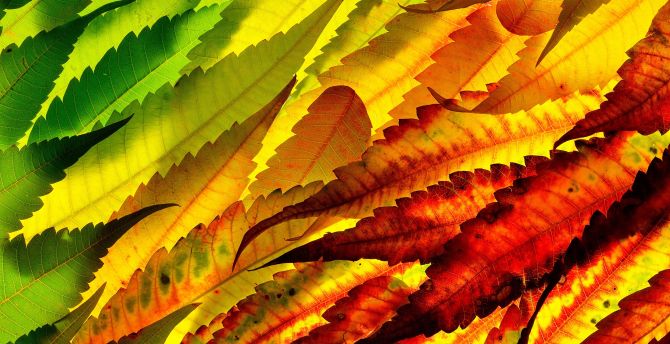 Colorful, leaf, autumn, close up wallpaper, HD image, picture, background, e70fde