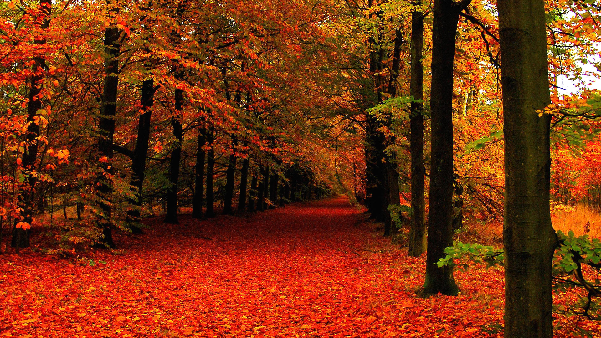 Fall Leaves Wallpaper For Desktop