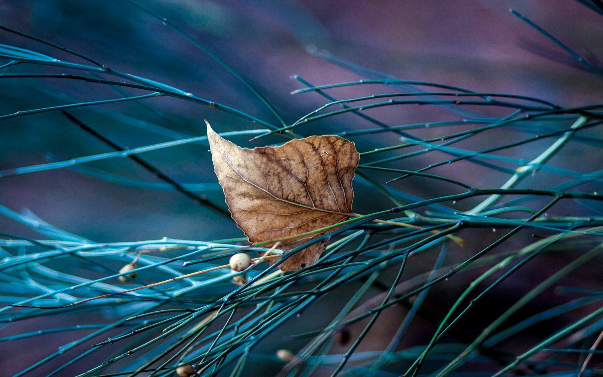 Branches Leaf Close Up Autumn Photo