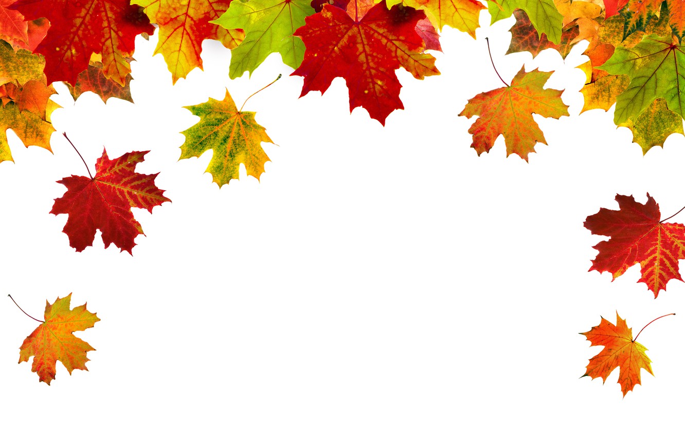 Wallpaper Autumn, Leaves, Maple, White Background, , Closeup image for desktop, section природа
