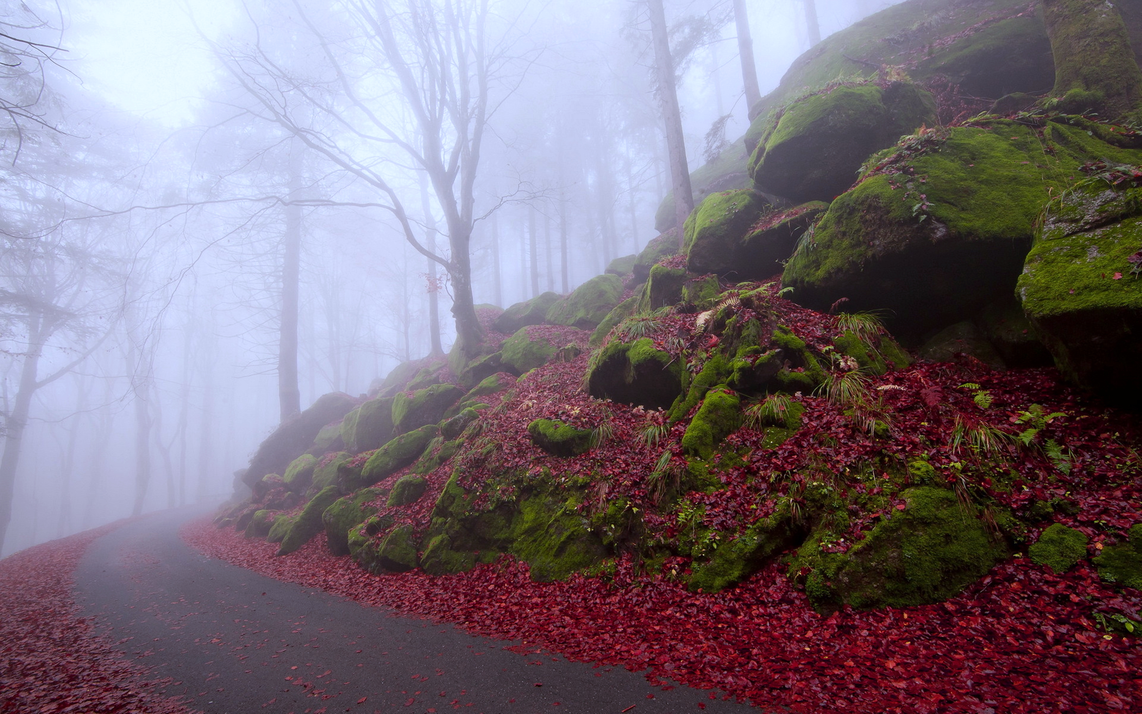 4K Fall Wallpaper and Background Image