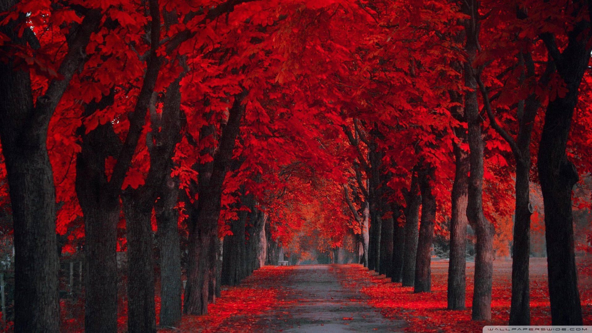 Download Red Trees During Autumn Wallpaper