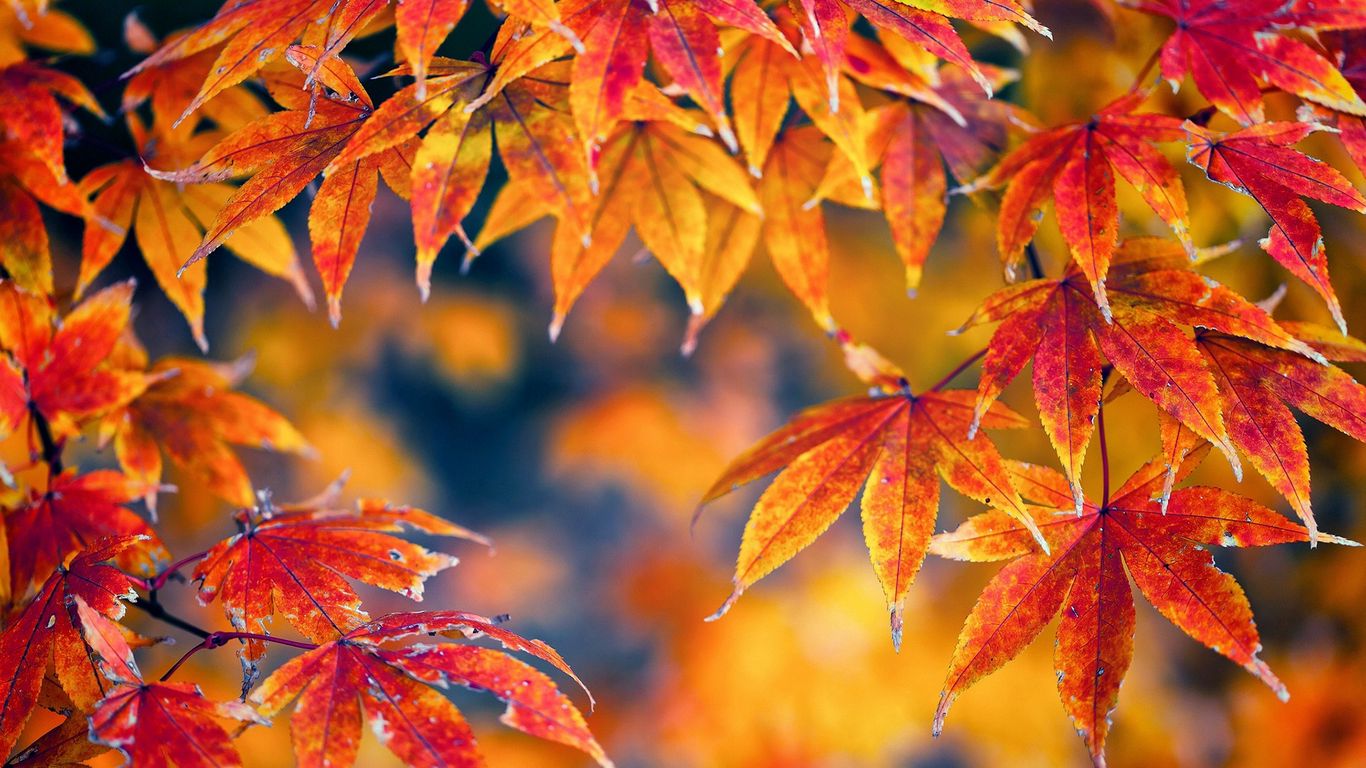 Download wallpaper 1366x768 leaves, maple, bright, autumn tablet, laptop HD background