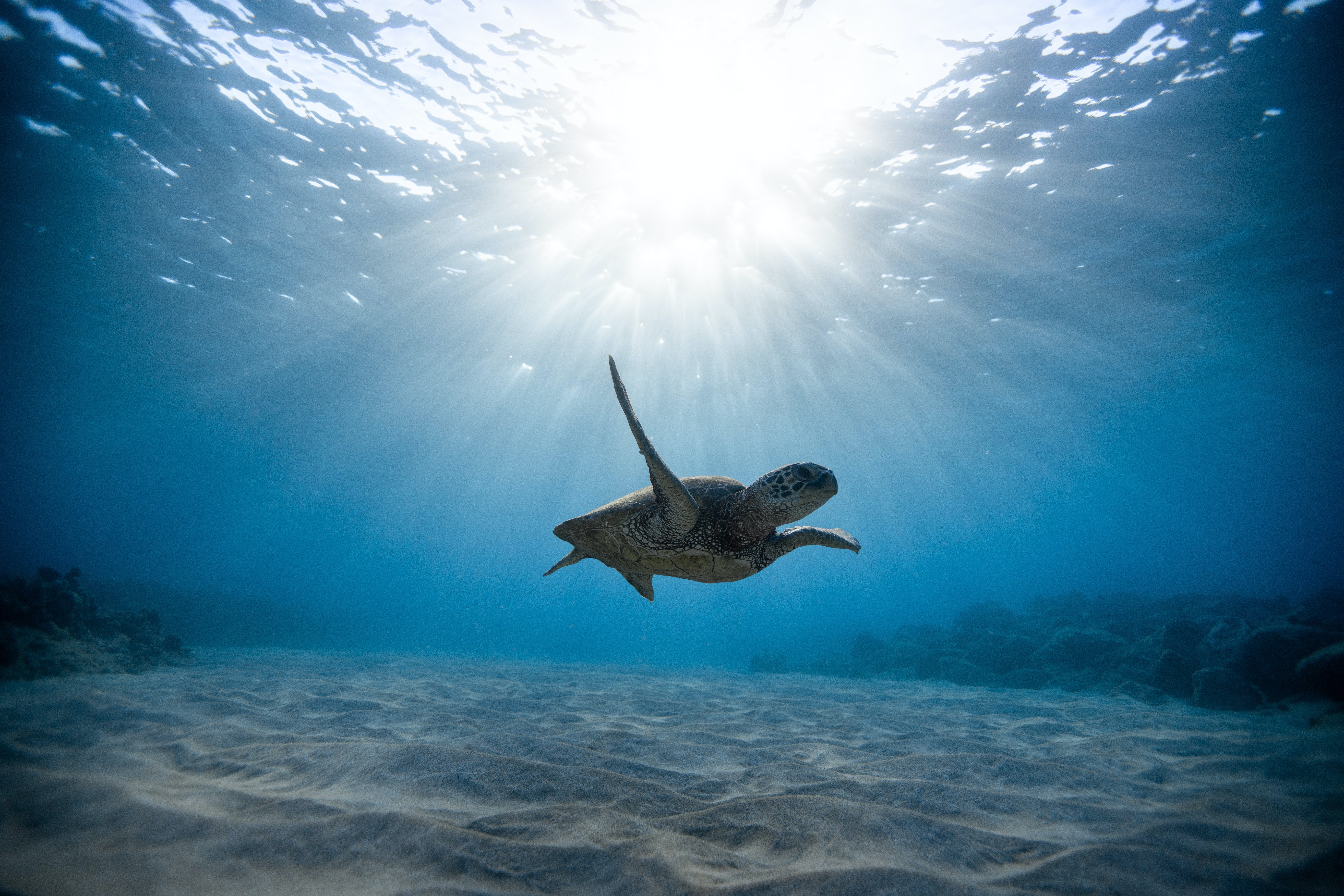 Underwater Photo, Download Free Underwater & HD Image