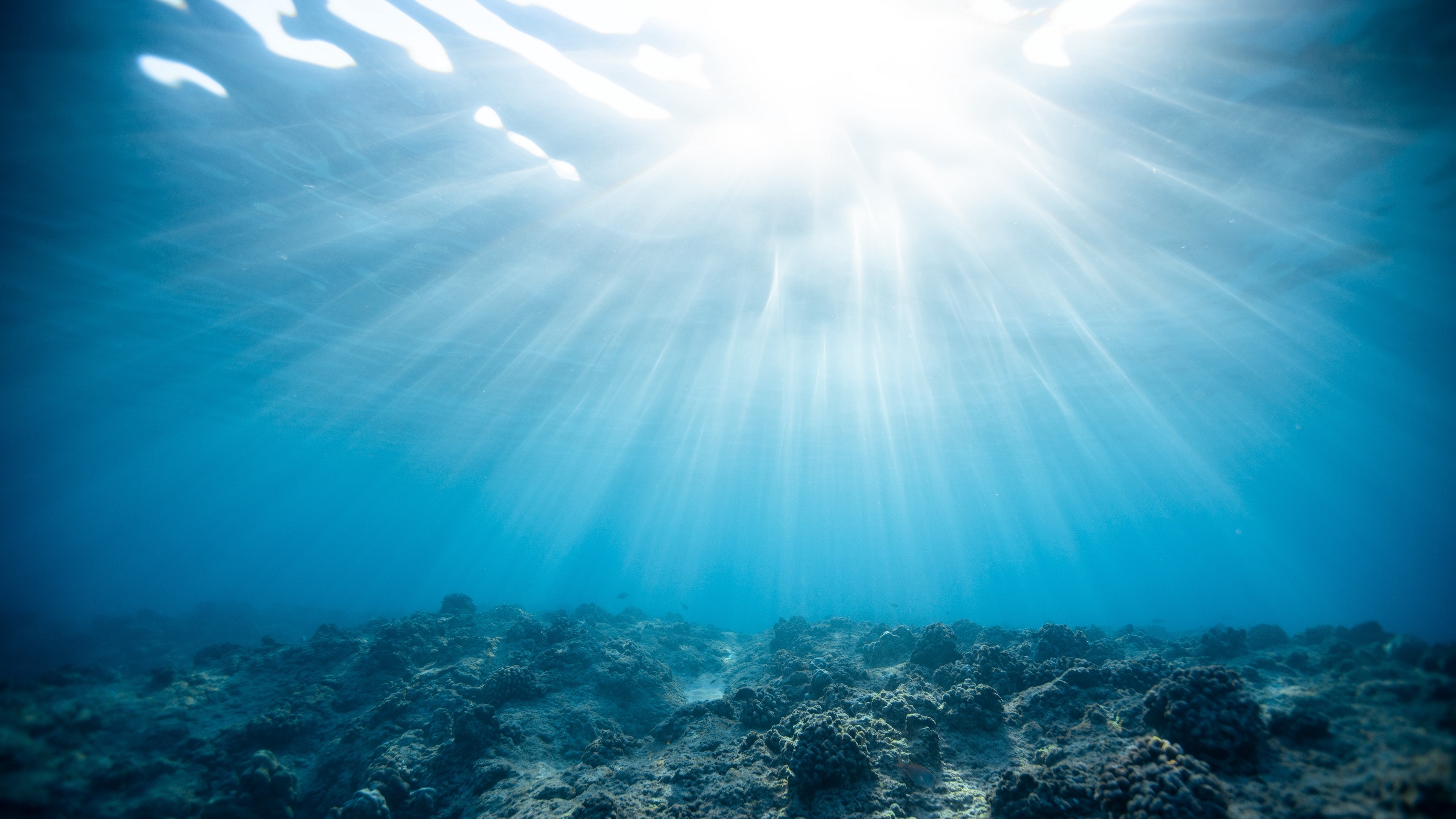 4K Underwater World Ocean Corals Wallpaper - [3840x2160]