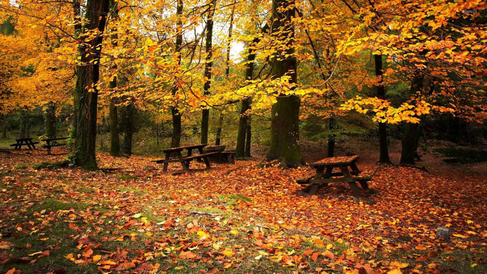 Autumn in the forest wallpaper wallpaper