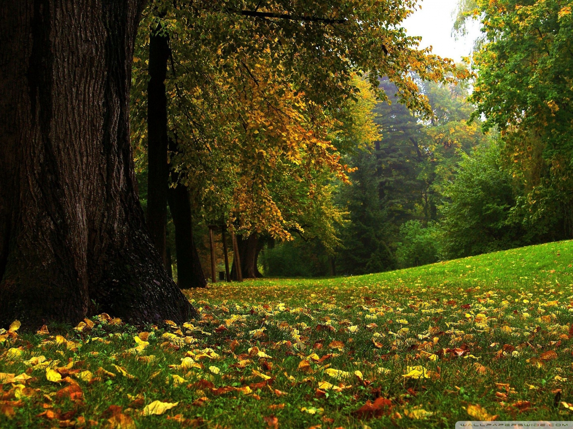 Forest In Autumn Ultra HD Desktop Background Wallpaper for 4K UHD TV, Tablet