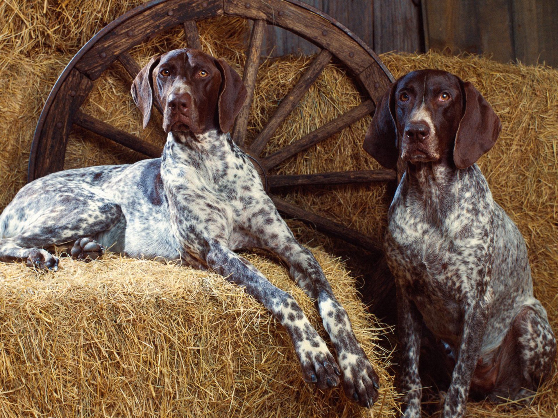 German Shorthaired Pointer HD Wallpaper and Background