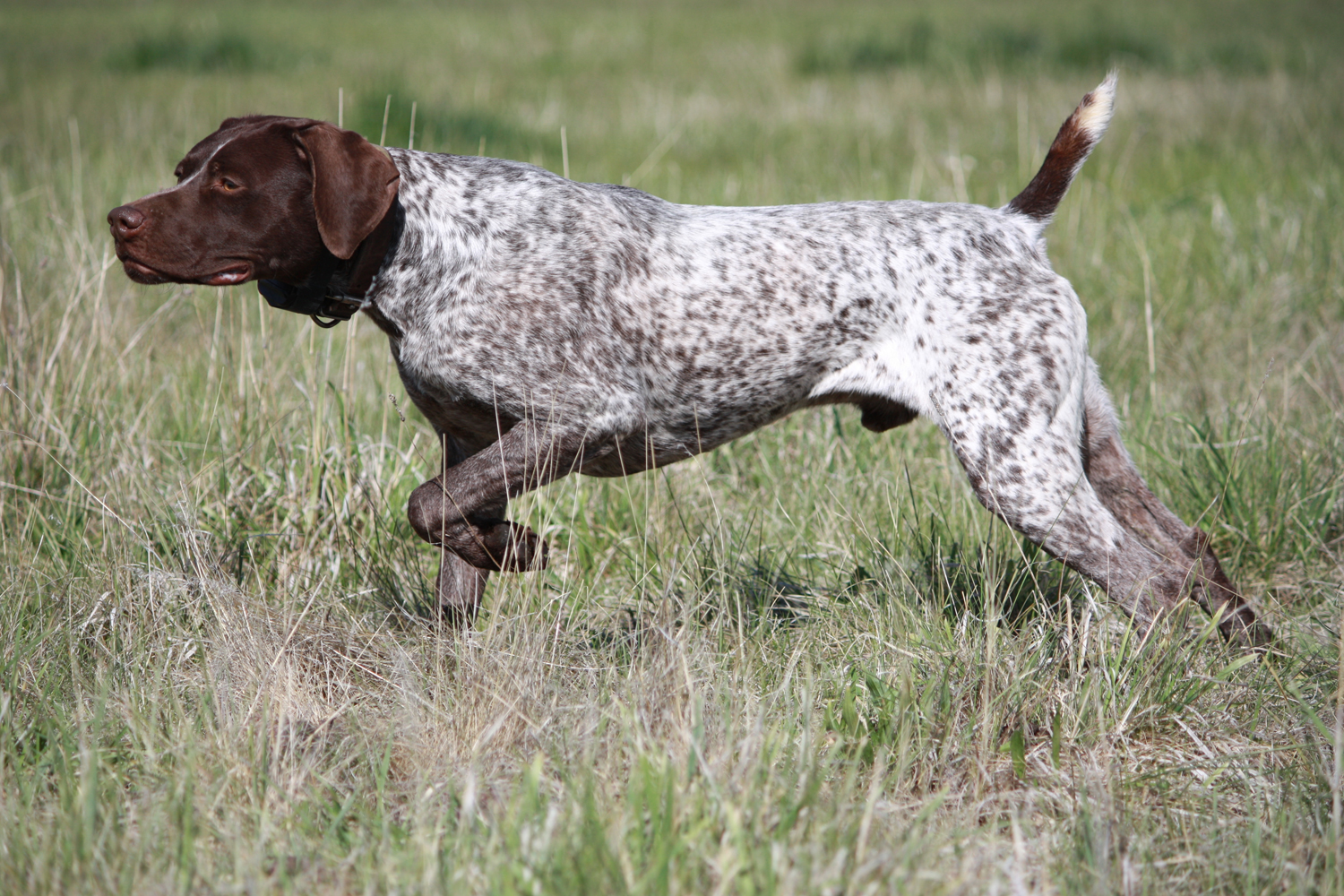 German Shorthaired Pointer Picture